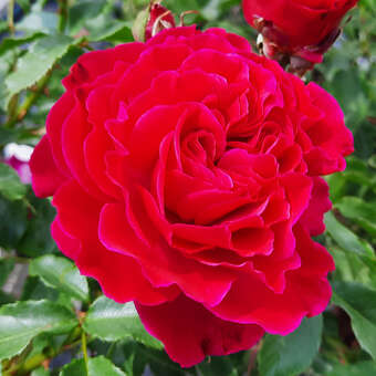 Rose 'Dolce'