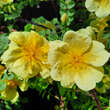 Rose 'Hugonis': Bild 5/9