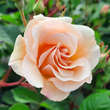 Rose 'Penelope': Bild 3/10