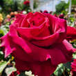 Rose 'Belles Rives': Bild 8/11