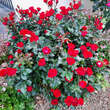 Rose 'Zepeti': Bild 9/10