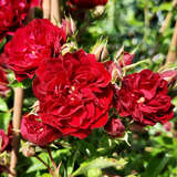 Rose 'Crimson Siluetta' - Moderne Strauch- und Kletterrose