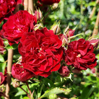 Rose 'Crimson Siluetta'