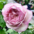 Rose 'The Mill on the Floss': Bild 3/4