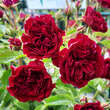 Rose 'Crimson Siluetta': Bild 5/7