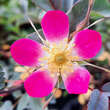 Rosa glauca: Bild 5/7