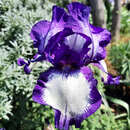 Iris germanica 'Stepping Out' - Hohe Schwertlilie, Iris