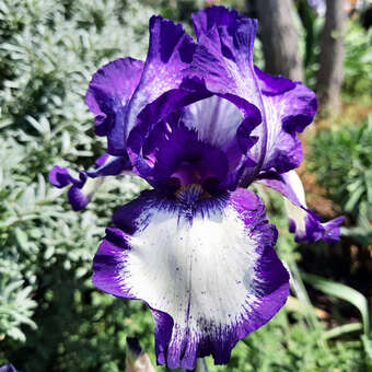 Iris germanica 'Stepping Out'