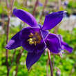 Aquilegia alpina: Bild 2/8