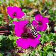 Geranium cinereum 'Giuseppii': Bild 2/2