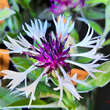 Centaurea montana 'Amethyst in Snow': Bild 1/4