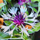 Centaurea montana 'Amethyst in Snow' - Berg-Flockenblume