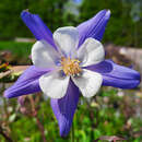 Aquilegia 'Blue Star' - Akelei