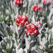 Helichrysum 'Red Jewel': Bild 1/4