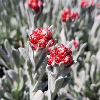 Helichrysum 'Red Jewel'
