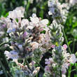 Lavandula angustifolia 'Arctic Snow': Bild 4/4