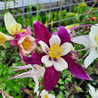 Aquilegia 'Riesenmischung': Bild 4/4