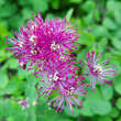 Thalictrum 'Little Pinkie': Bild 3/4