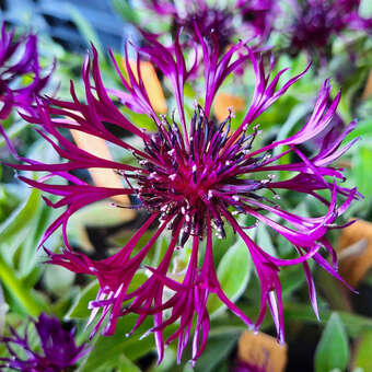 Centaurea montana 'Amethyst Dream'