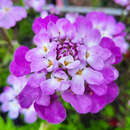 Iberis sempervirens 'Absolutely Amethyst' - Schleifenblume