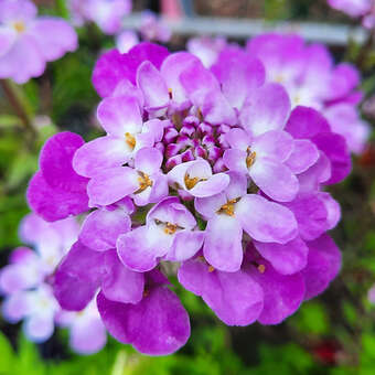 Iberis sempervirens 'Absolutely Amethyst'