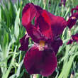 Iris germanica 'Red Orchid': Bild 1/1