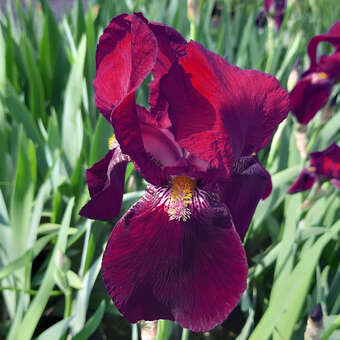 Iris germanica 'Red Orchid'