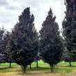 Fagus sylvatica 'Dawyck Purple': Bild 3/4