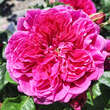 Rose 'James L. Austin': Bild 4/4