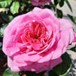 Rose 'Gertrude Jekyll': Bild 6/17