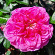 Rose 'Gertrude Jekyll': Bild 7/17