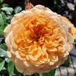 Rose 'Golden Celebration': Bild 1/7