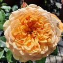 Rose 'Golden Celebration' - Englische Strauchrose
