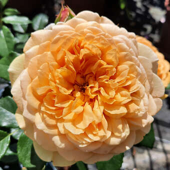 Rose 'Golden Celebration'