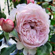 Rose 'The Mill on the Floss': Bild 4/4