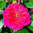 Rose 'Perfect Match': Bild 4/8