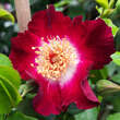 Rose 'Hiawatha': Bild 1/4