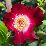 Rose 'Hiawatha' - Ramblerrose