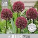 Allium Ostara - Zierlauch