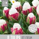 Tulipa Ice Cream - Gefülltblütige Tulpe