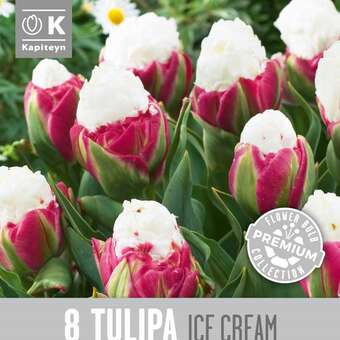 Tulipa Ice Cream