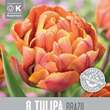 Tulipa Brazil: Bild 1/1