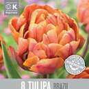 Tulipa Brazil - Gefülltblütige Tulpe