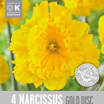 Narcissus Gold Disc