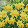 Narcissus Tete a Tete: Bild 1/1