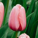 Tulpe frühe Mischung - Triumph-Tulpe