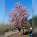 Prunus 'First Blush' - Schlanke Zierkirsche