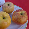 Malus domestica 'Gravensteiner': Bild 1/3