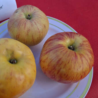 Malus domestica 'Gravensteiner'
