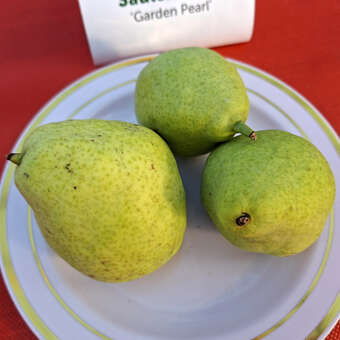 Pyrus communis 'Garden Pearl'